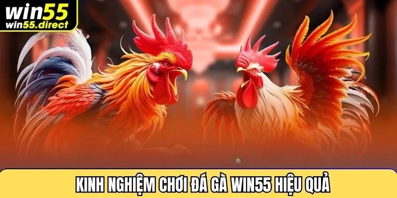 Kinh nghiệm chơi đá gà Win55 hiệu quả
