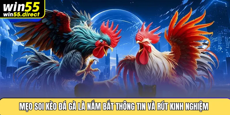 Mẹo soi kèo đá gà là nắm thông tin và rút kinh nghiệm