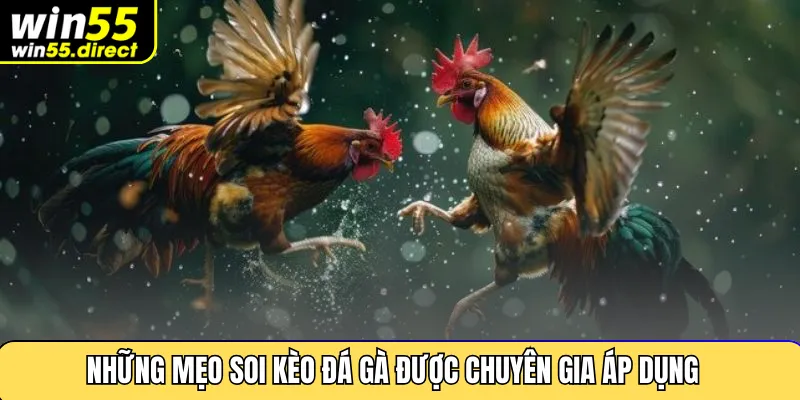 Những mẹo soi kèo đá gà được chuyên gia áp dụng