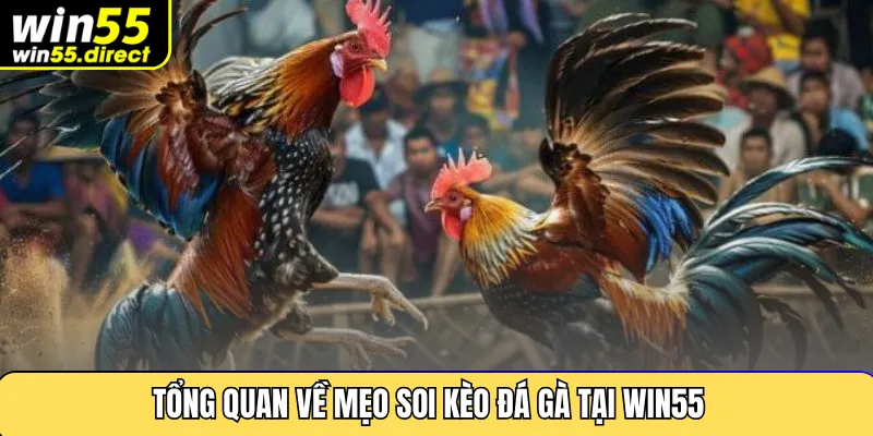 Tổng quan về mẹo soi kèo đá gà tại Win55